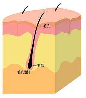 毛の生え方 ヘアー 髪 のこと